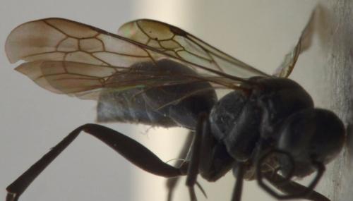 Agenioideus sericeus